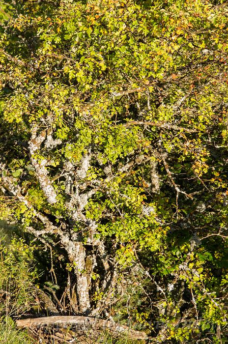 Weathered brush, walk from Septmoncel IMGP3356.jpg